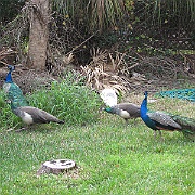 Picture 035